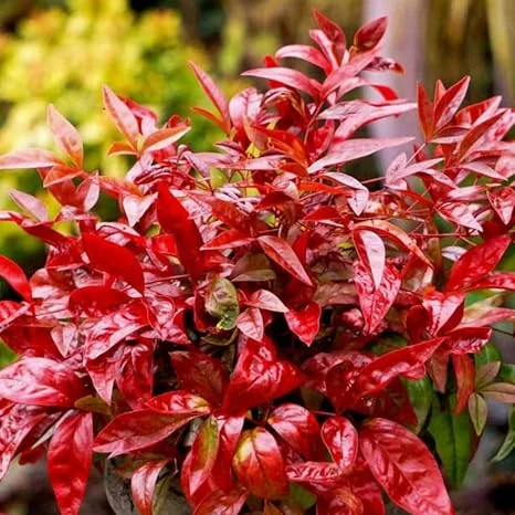 Dwarf Nandina Shrub Live Plant - Ornamental Red Foliage, 2.5 Inch Pot, Outdoor - Image 6