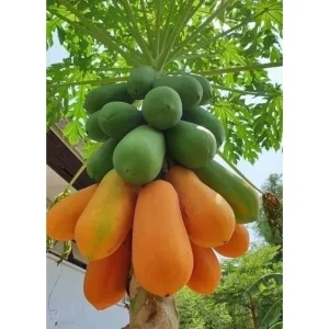 Dwarf Red Lady Papaya Live Plant – 1 Gallon Pot – Tropical Fruit Tree - Image 2