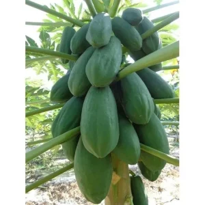 Dwarf Red Lady Papaya Live Plant – 1 Gallon Pot – Tropical Fruit Tree - Image 3