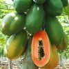 Dwarf Red Lady Papaya Live Plant – 1 Gallon Pot – Tropical Fruit Tree - Image 1