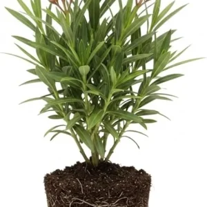 Dwarf Salmon Oleander Live Plant 5 to 7 Inches Tall, Flowering Shrub, Outdoor - Image 6