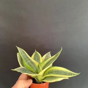 Dwarf Sansevieria Hahnii 'Golden' & 'Black Gold' Live Plant 2 Pack - 2 inch Pot - Image 10