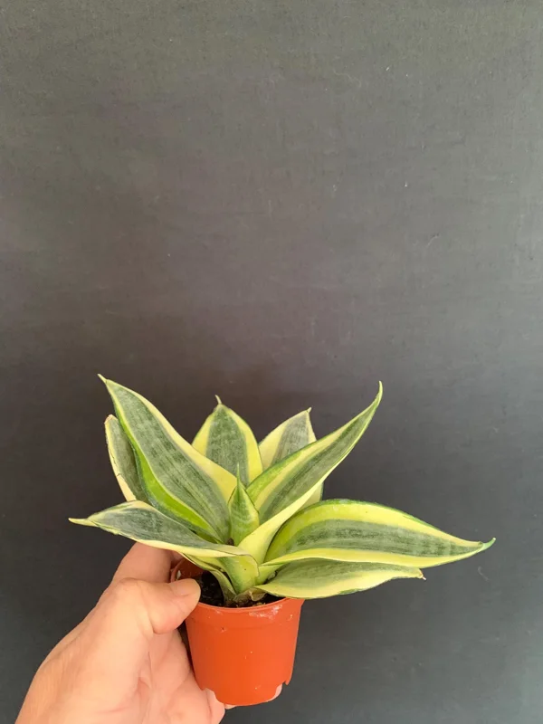 Dwarf Sansevieria Hahnii 'Golden' & 'Black Gold' Live Plant 2 Pack - 2 inch Pot - Image 10