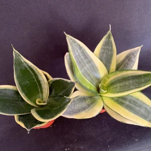 Dwarf Sansevieria Hahnii 'Golden' & 'Black Gold' Live Plant 2 Pack - 2 inch Pot - Image 2