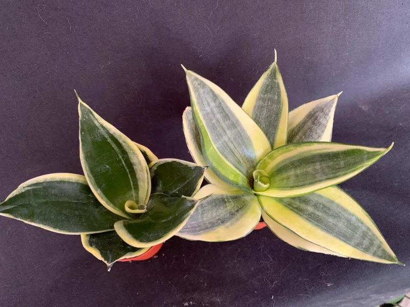 Dwarf Sansevieria Hahnii 'Golden' & 'Black Gold' Live Plant 2 Pack - 2 inch Pot - Image 2