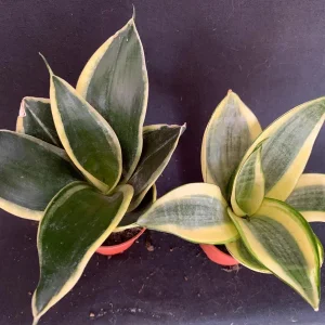 Dwarf Sansevieria Hahnii 'Golden' & 'Black Gold' Live Plant 2 Pack - 2 inch Pot - Image 3