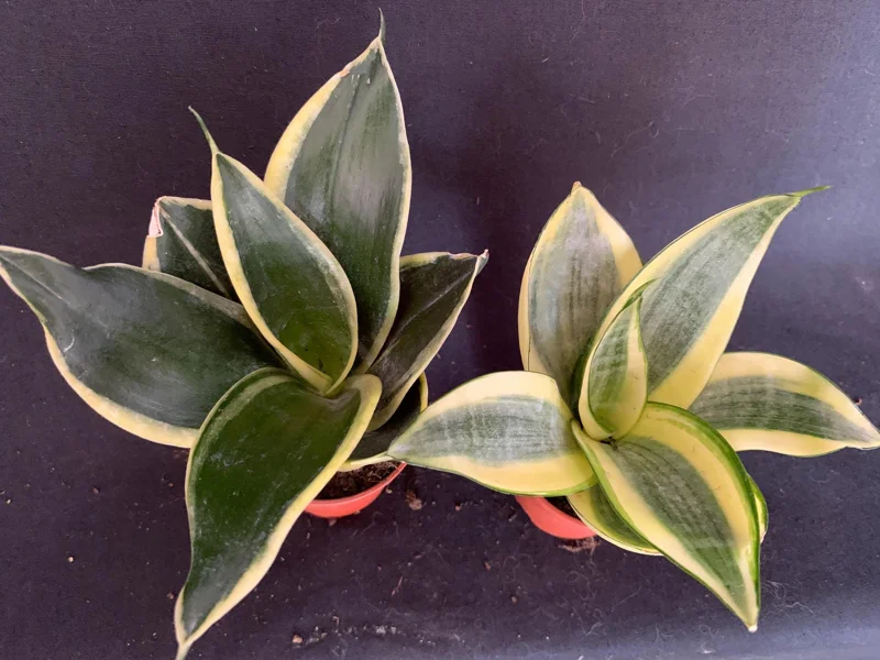 Dwarf Sansevieria Hahnii 'Golden' & 'Black Gold' Live Plant 2 Pack - 2 inch Pot - Image 3