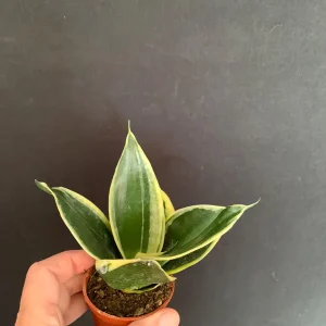 Dwarf Sansevieria Hahnii 'Golden' & 'Black Gold' Live Plant 2 Pack - 2 inch Pot - Image 5