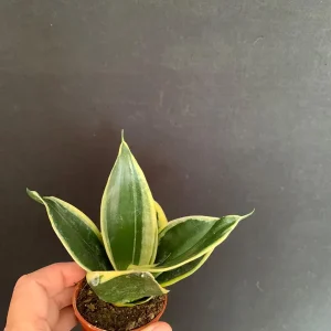 Dwarf Sansevieria Hahnii 'Golden' & 'Black Gold' Live Plant 2 Pack - 2 inch Pot - Image 6