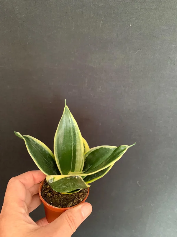 Dwarf Sansevieria Hahnii 'Golden' & 'Black Gold' Live Plant 2 Pack - 2 inch Pot - Image 6
