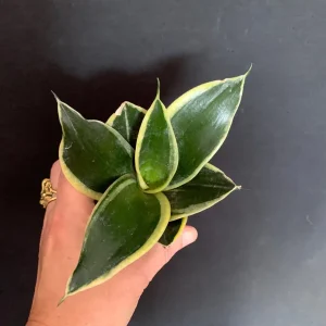 Dwarf Sansevieria Hahnii 'Golden' & 'Black Gold' Live Plant 2 Pack - 2 inch Pot - Image 7