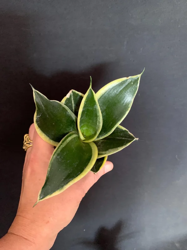 Dwarf Sansevieria Hahnii 'Golden' & 'Black Gold' Live Plant 2 Pack - 2 inch Pot - Image 7