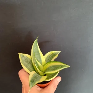 Dwarf Sansevieria Hahnii 'Golden' & 'Black Gold' Live Plant 2 Pack - 2 inch Pot - Image 8