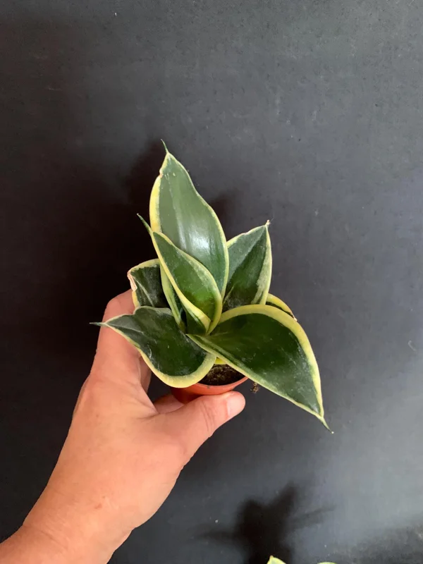 Dwarf Sansevieria Hahnii 'Golden' & 'Black Gold' Live Plant 2 Pack - 2 inch Pot - Image 9