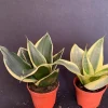 Dwarf Sansevieria Hahnii 'Golden' & 'Black Gold' Live Plant 2 Pack - 2 inch Pot - Image 1