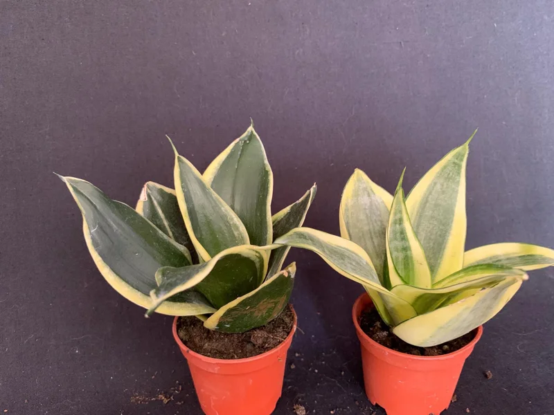 Dwarf Sansevieria Hahnii 'Golden' & 'Black Gold' Live Plant 2 Pack - 2 inch Pot - Image 1