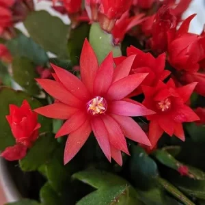 Easter Cactus Live Plant – 4-6 Inch Tall Houseplant Succulent – Red Flowers - Image 1