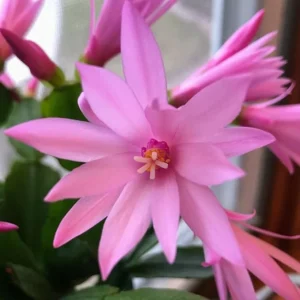 Easter Cactus Live Plant - 4-6 Inch Tall, Light Pink Flowers, Houseplant Succulent - Image 4