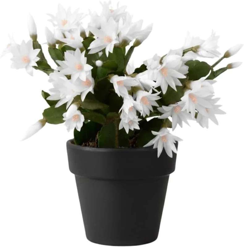 Easter Cactus Live Plant, 4-8'' Tall, Red Blooms, Indoor/Outdoor - Image 4