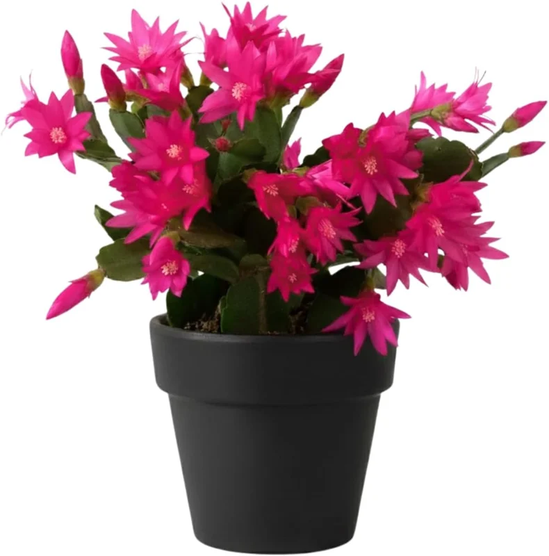 Easter Cactus Live Plant, 4-8'' Tall, Red Blooms, Indoor/Outdoor - Image 1
