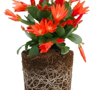 Easter Cactus Live Plant – 4-9