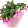 Easter Cactus Live Plant – 4-9" Tall, Rooted Flowering Succulent for Indoors & Outdoors - Image 1