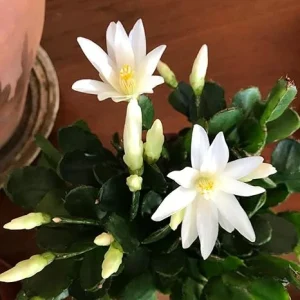 Easter Cactus Live Plant - 4 to 6 Inch Tall, White Flowers, Houseplant Succulent - Image 6