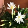 Easter Cactus Live Plant - 4 to 6 Inch Tall, White Flowers, Houseplant Succulent - Image 1