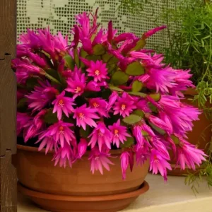 Easter Cactus Live Plant – Pink, 5-9