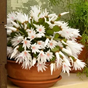 Easter Cactus Live Plant – Pink, 5-9