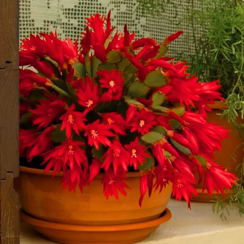 Easter Cactus Live Plant – Pink, 5-9" Tall, Bare Root – Indoor Outdoor - Image 1