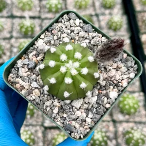 Easter Lily Cactus Live Plant - Echinopsis Subdenudata in 4 inch Pot - Image 2