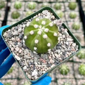 Easter Lily Cactus Live Plant - Echinopsis Subdenudata in 4 inch Pot - Image 3