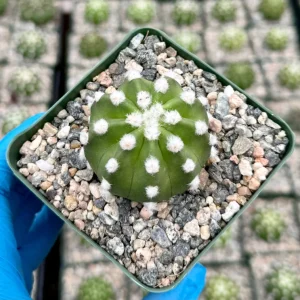 Easter Lily Cactus Live Plant - Echinopsis Subdenudata in 4 inch Pot - Image 4