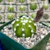 Easter Lily Cactus Live Plant - Echinopsis Subdenudata in 4 inch Pot - Image 1
