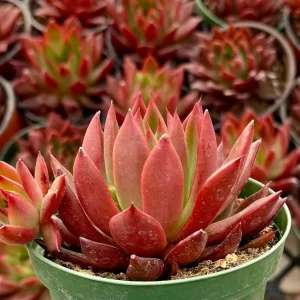 Echeveria Agavoides Christmas Live Plant - Red Succulent in 2