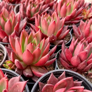 Echeveria Agavoides Christmas Live Plant - Red Succulent in 2