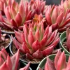 Echeveria Agavoides Christmas Live Plant - Red Succulent in 2" or 4" Pot - Image 1