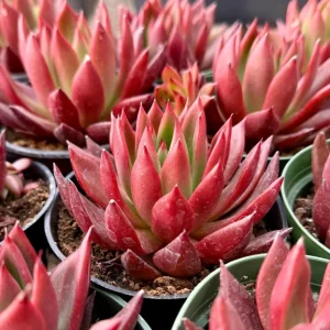 Echeveria Agavoides Christmas Live Plant - Red Succulent in 2