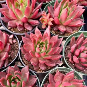 Echeveria Agavoides Christmas Live Plant - Red Succulent in 2