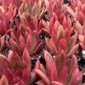 Echeveria Agavoides Christmas Live Plant - Red Succulent in 2