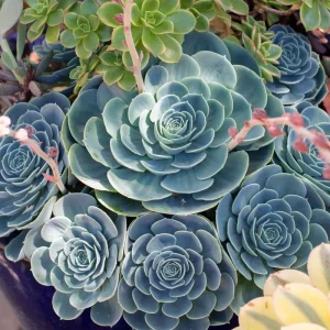 Echeveria Blue Curl Live Succulent Plant - 4 Inch Pot - Indoor/Outdoor - Image 3