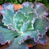 Echeveria Blue Curl Live Succulent Plant - 4 Inch Pot - Indoor/Outdoor - Image 1