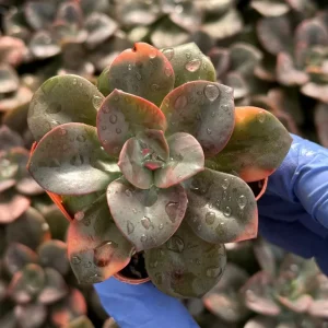 Echeveria Chroma Live Plant – Colorful Succulent – Potted Houseplant Indoor - Image 3