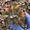 Echeveria Chroma Live Plant – Colorful Succulent – Potted Houseplant Indoor - Image 1