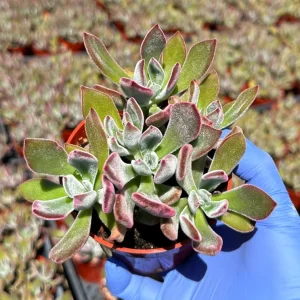 Echeveria 'Devotion' Live Succulent Plant 4 inch Pot - Purple Rosette - Image 2