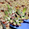 Echeveria 'Devotion' Live Succulent Plant 4 inch Pot - Purple Rosette - Image 1