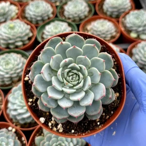 Echeveria Minima Live Succulent Plant - 4 inch Blue-Green Rosette - Indoor - Image 2