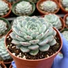 Echeveria Minima Live Succulent Plant - 4 inch Blue-Green Rosette - Indoor - Image 1