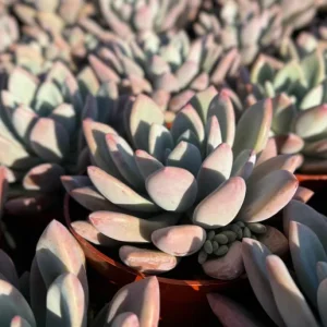 Echeveria Opalina Live Succulent Plant - Pink & Blue Hues - Indoor/Outdoor - Image 4